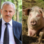 dragnea-porc