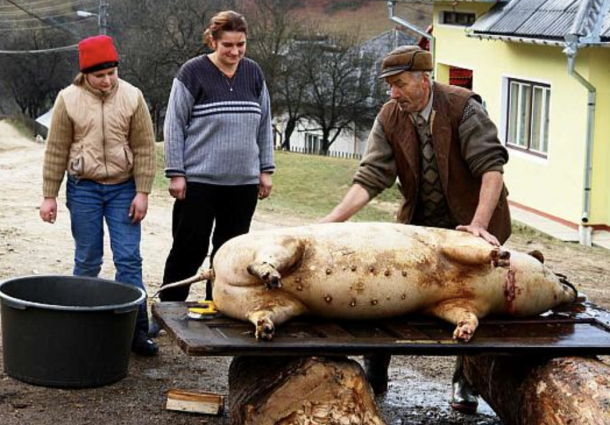 porci, vanzare online, Iasi, rezervare, plata online, transport gratuit, fermieri