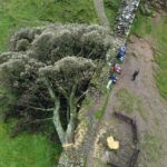 sycamore-gap-2