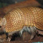 tatu-sau-armadillo