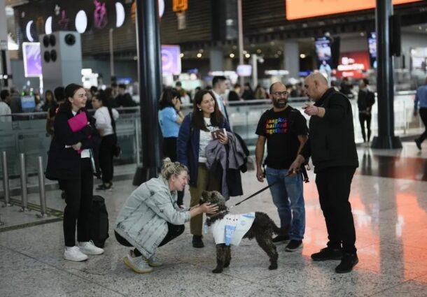 aeroport, Istanbul, caini, terapie, anxietate