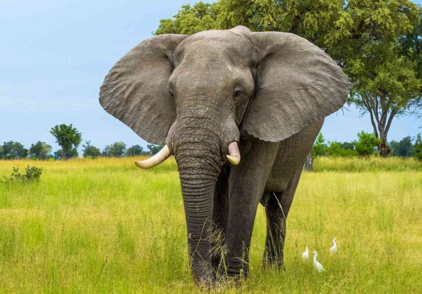 elefant, americana, ucisa, safari, Zambia