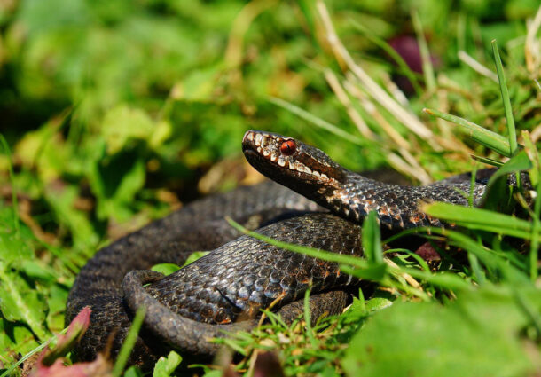 tanar, muscat, vipera, salvat, in extremis, Bacau