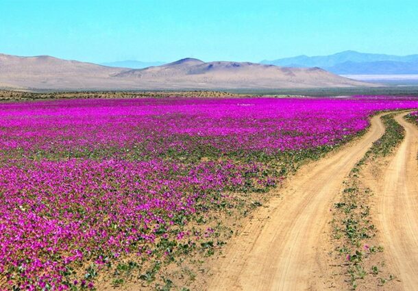 desert, Atacama, inflorit, precipitatii abundente