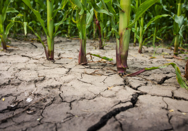 dehydrated-earth-or-farmland-with-corn-plant